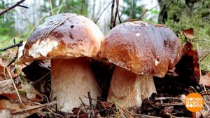 Белый гриб - царь грибов! А почему? Доброе утро. Фрагмент выпуска от 11.08.2025