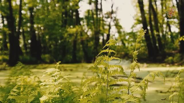 Знакомьтесь – светящиеся комарики | Чудеса сотворения. Мир насекомых