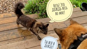 Кошка Морошка побесила сыча Лучика, пошла мокнуть под дождём. Показываю,что там у тыкв и люто-малины