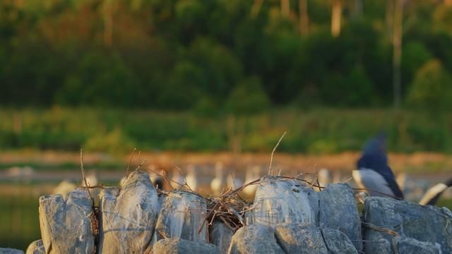 Невероятные птицы Африки | Часть 2 - Водоплавающие пернатые - Документальный фильм о животных 8K HDR смотреть онлайн