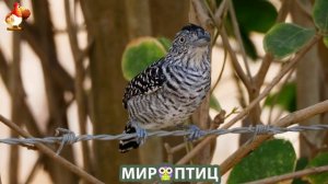Мир птиц – красота и грация пернатых созданий Природы 🦩🦚🦜 Выпуск (383) 🦉🐦🐤