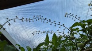 В ТОМАТНОЙ ТЕПЛИЦЕ ВСЁ ОТЛИЧНО.