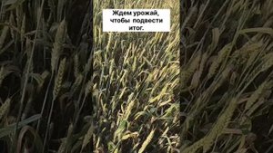 Что поможет от бурой ржавчины на пшенице. Фитоспорин АС НАП БашИнком. Отзыв фермера.