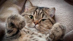 ПРИКОЛЫ С ЖИВОТНЫМИ ДО СЛЕЗ |Смешные КОТЫ И СОБАКИ |Приколы