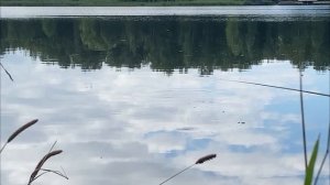 Неудачная поклевка