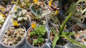 🔥Суккуленты для начинающих.🌵