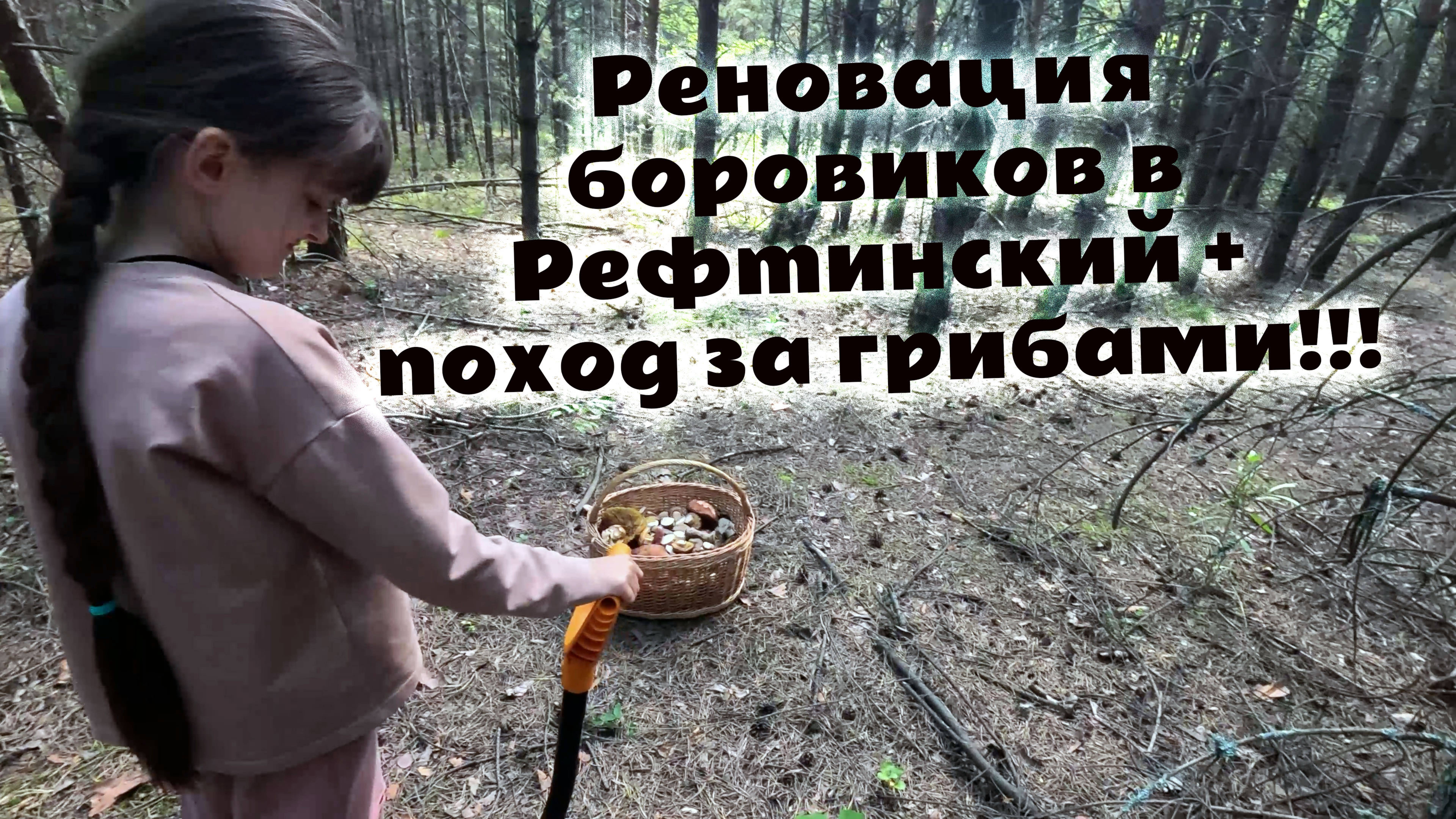 Реновация боровиков в Рефтинский  поход за грибами!!! Грибники собрали лисички и посадили боровики!