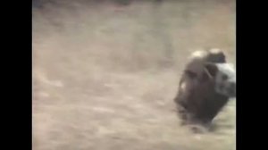 Обезьяны сбегают от охотников на кабане. Неуловимые мстители.