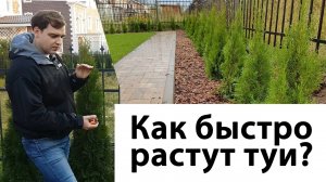 Как быстро растут туи?