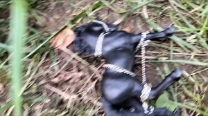 заставка к сериалу шляйх  ,, Кукушка"
не плагиат!!!