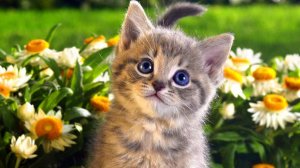 Кошкины дети