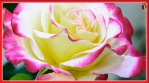 ТЫ ТАК КРАСИВА, НЕЖНАЯ РОЗА!!!