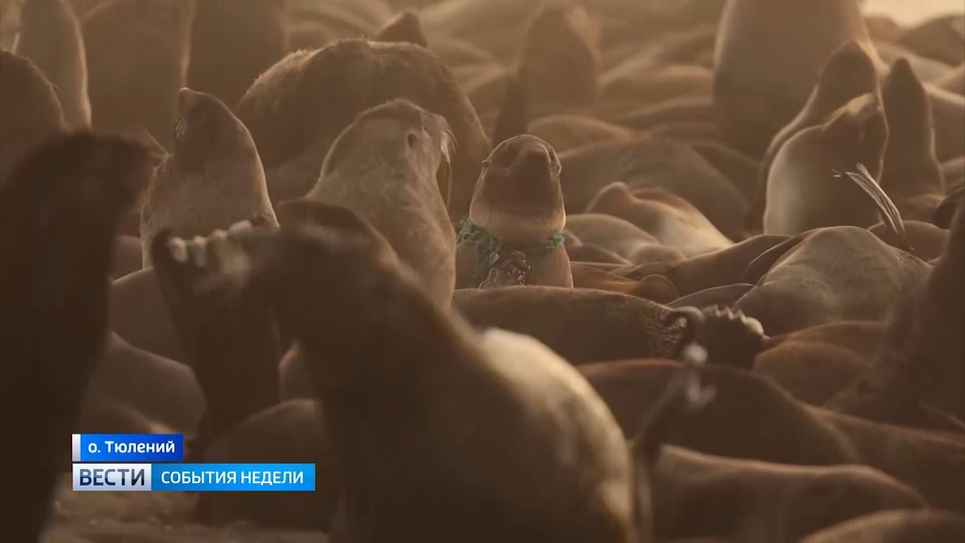 "Вести. Сахалин. Курилы". "События недели". 10 августа 2025 года смотреть онлайн