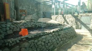 Тигр в Ленинградском зоопарке.