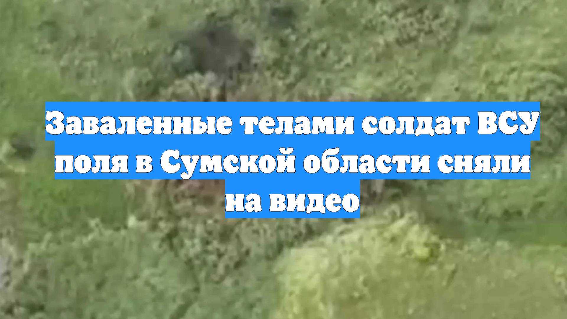 Заваленные телами солдат ВСУ поля в Сумской области сняли на видео смотреть онлайн