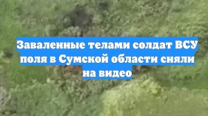Заваленные телами солдат ВСУ поля в Сумской области сняли на видео
