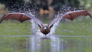 Лисица, которая научилась летать - КАЛОНГ