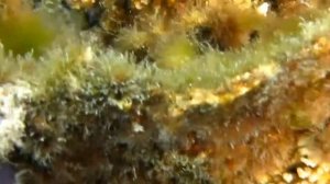 Драчливые рыбки