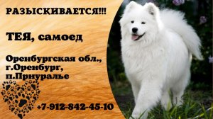 Пропала собака! ТЕЯ, самоед. Оренбургская обл., г.Оренбург.