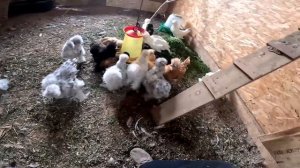 Потери в хозяйстве . Выпустил нового барана ! ХУТОР В ЛЕСУ №782