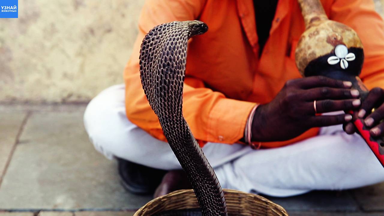 Кобра против заклинателя змей! Как проходит опасное шоу?