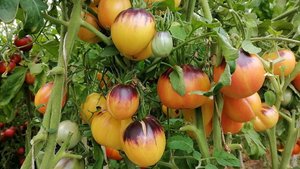 Томат Золотая Чалма