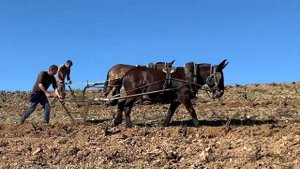 мулы тяжеловозы работают на винограднике