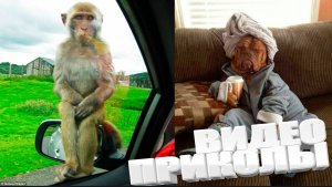 СМЕШНЫЕ ВИДЕОПРИКОЛЫ  Подборка смешных видео и приколов  Лучшие ПРИКОЛЫ 2025