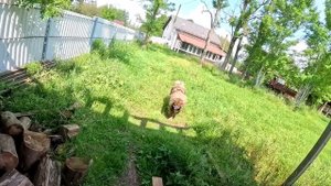 Волкодав взялся за старое ! ХУТОР В ЛЕСУ №766