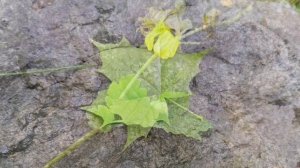 Пение птиц / Birdsong