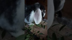 Все кролики хозяйства. Наши новости.