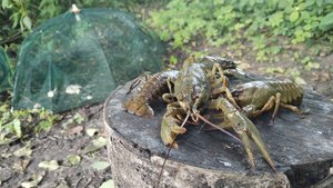 Это НЕ РАК, а настоящий ЛОБСТЕР!! Проверяю и снимаю раколовки. СЕЗОН ЗАКРЫТ!