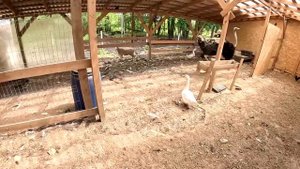 Завалил самого главного ! Дела не заканчиваются ! ХУТОР В ЛЕСУ №753