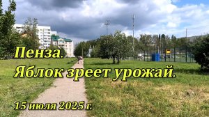 Пенза. Яблок зреет урожай. 15.07.2025