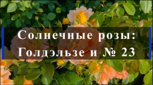 Солнечные розы: Голдэльзе и № 23