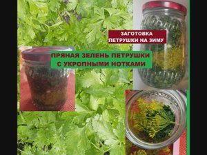 ЗАГОТОВКА ПЕТРУШКИ НА ЗИМУ. Пряная зелень петрушки с укропными нотками