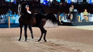 Арабский жеребец шоу класса. Продан.