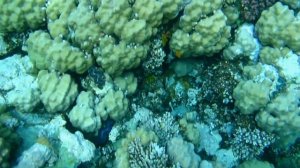 Коралловый риф налево от пирса Гранда в сторону Сахл Хашиш