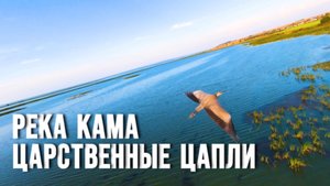 Река Кама | Царственные цапли | Татарстан