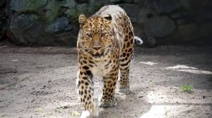 Дальневосточные леопарды, мама Хиллари, малышка Хлоя и ее соседи.