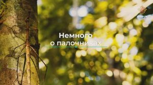 Немного о палочниках | Чудеса сотворения. Мир насекомых