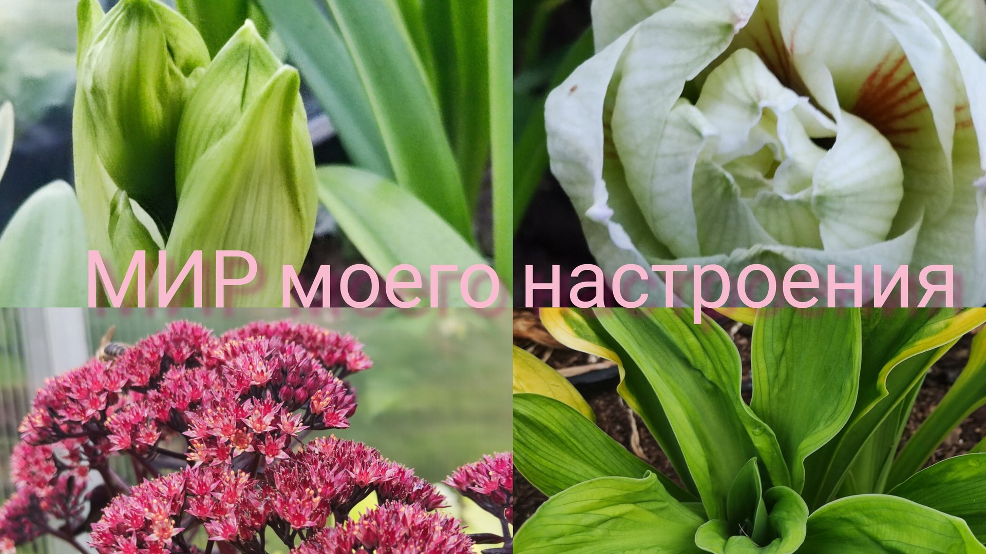 08.08.25 Дача.Кипарисовик восстанавливается.Гиппеаструм опять пересорт на Нимф.