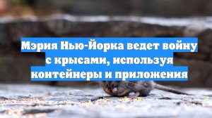 Мэрия Нью-Йорка ведет войну с крысами, используя контейнеры и приложения