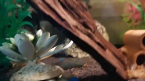 Аквариумные рыбы