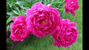 Христианские песни № 1