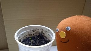 №15. Колобок Игорь, кот и юная питахайя.