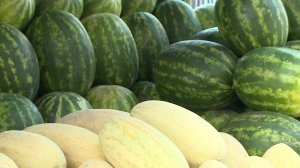 Сладкий сезон: как выбрать идеальный арбуз