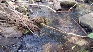 Река Сухая Мечётка. Волгоград