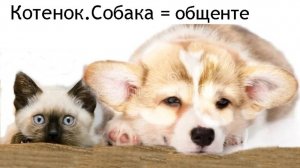 Собака,котенок