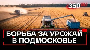 Больше 130 тысяч тонн урожая зерна и овощей собрали в Подмосковье